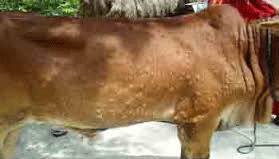 খাগড়াছড়িতে বাড়ছে গরুর ল্যাম্পি স্কিন রোগ খাগড়াছড়িতে বাড়ছে গরুর ল্যাম্পি স্কিন রোগ
