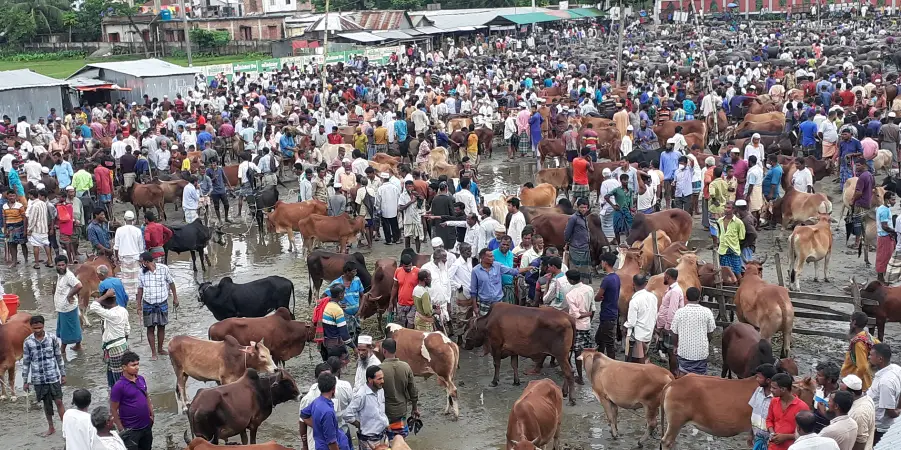 বাউফলে গরুর ন্যায্য দাম পাচ্ছেনা বিক্রেতারা