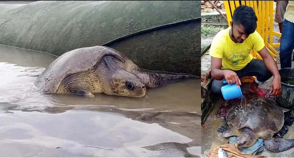 কুয়াকাটা সৈকতের বেলাভূমিতে ২৫ কেজি ওজনের আহত কচ্ছপ