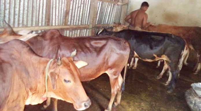 সীমান্তপথে গরু না এলেও চিন্তায় পশু খামারিরা সীমান্তপথে গরু না এলেও চিন্তায় পশু খামারিরা