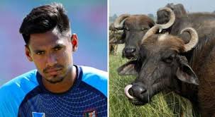 বাড়িতে থাকা মহিষটিই কুরবানি দেবেন মোস্তাফিজ! বাড়িতে থাকা মহিষটিই কুরবানি দেবেন মোস্তাফিজ!