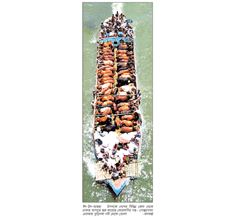 করোনা শঙ্কার মধ্যে রাজধানীতে বসছে পশুর হাট করোনা শঙ্কার মধ্যে রাজধানীতে বসছে পশুর হাট