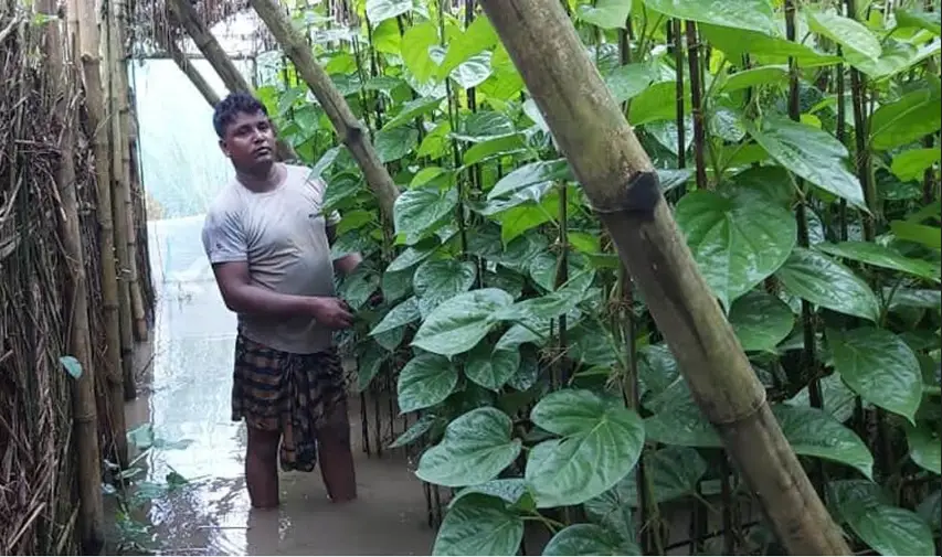 বৃষ্টি ও করোনায় দিশেহারা রাজশাহীর পানচাষিরা বৃষ্টি ও করোনায় দিশেহারা রাজশাহীর পানচাষিরা