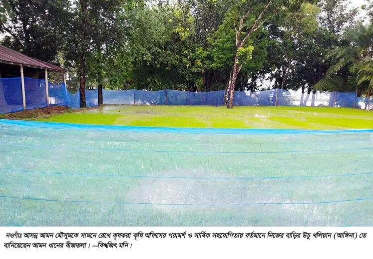 রানীনগরে বাড়ির আঙ্গিনা এখন আমনের বীজতলা রানীনগরে বাড়ির আঙ্গিনা এখন আমনের বীজতলা