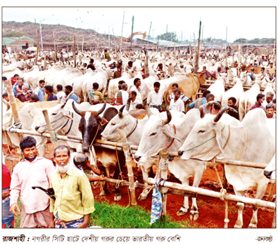 রাজশাহী ও চাঁপাইয়ে ভারতীয় গরু ॥ হতাশ দেশী খামারিরা রাজশাহী ও চাঁপাইয়ে ভারতীয় গরু ॥ হতাশ দেশী খামারিরা