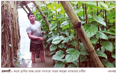 বৃষ্টি ও করোনায় দিশেহারা পানচাষী বৃষ্টি ও করোনায় দিশেহারা পানচাষী