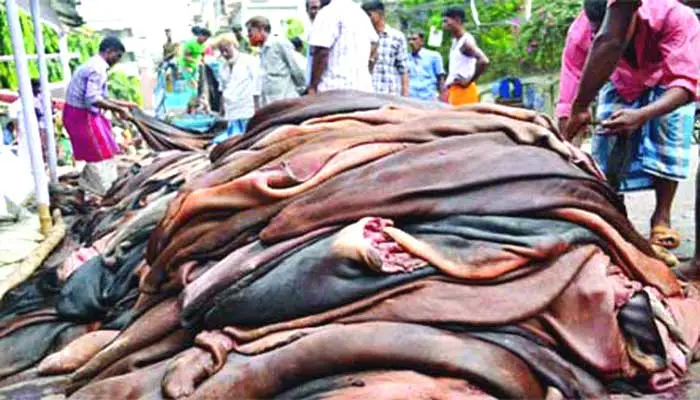 চামড়া সংক্রান্ত সমস্যা সমাধানে কন্ট্রোল সেল খোলা হয়েছে চামড়া সংক্রান্ত সমস্যা সমাধানে কন্ট্রোল সেল খোলা হয়েছে