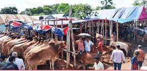 কোরবানির হাটে ক্রেতা থাকলেও বিক্রি কম কোরবানির হাটে ক্রেতা থাকলেও বিক্রি কম
