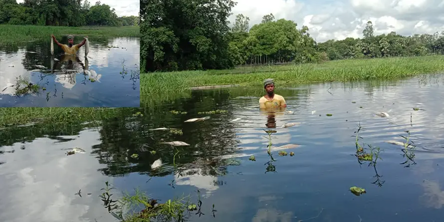 সোনারগাঁয়ে কনফিডেন্সের বিষাক্ত বর্জ্যে মাছ নিধন