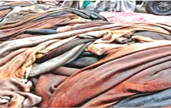 কোরবানির পশুর চামড়া কেনা শুরু করেছেন ট্যানারি মালিকরা কোরবানির পশুর চামড়া কেনা শুরু করেছেন ট্যানারি মালিকরা