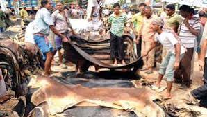 সকাল ১১টা থেকে চামড়া কেনা শুরু করেছেন ট্যানারি মালিকরা সকাল ১১টা থেকে চামড়া কেনা শুরু করেছেন ট্যানারি মালিকরা