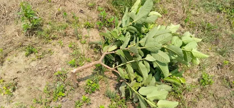 নওগাঁর পোরশায় বিপুল পরিমান পেয়ারা গাছ ও চারা কেটে ফেলেছে দূর্বৃত্তরা নওগাঁর পোরশায় বিপুল পরিমান পেয়ারা গাছ ও চারা কেটে ফেলেছে দূর্বৃত্তরা