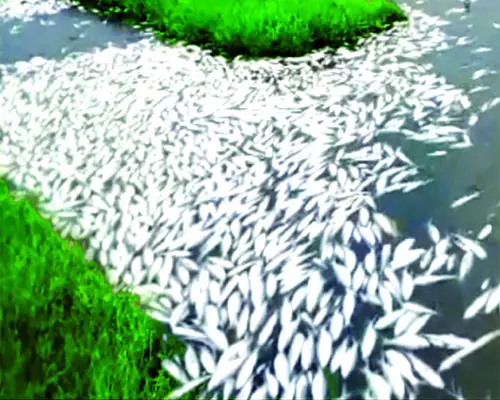বিষ দিয়ে মাছ নিধন বিষ দিয়ে মাছ নিধন