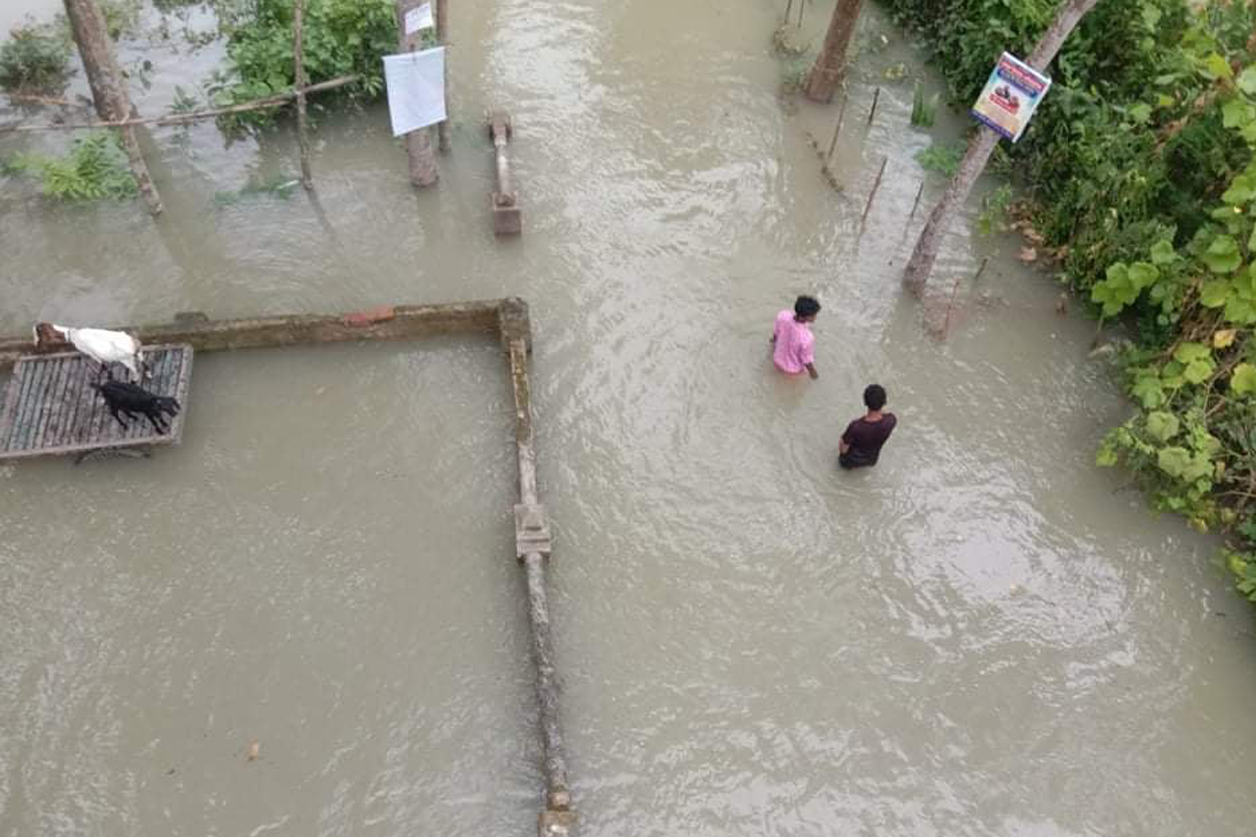 মেঘনার পানি বৃদ্ধি: চাঁদপুরের নিম্নাঞ্চল প্লাবিত