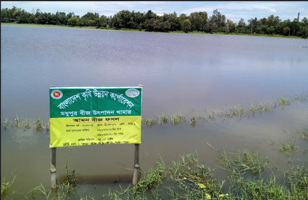 টাঙ্গাইলের মধুপুরে বন্যায় বিএডিসি’র আউশ-আমন ধান প্লাবিত