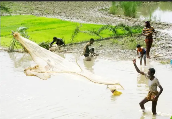 আত্রাইয়ে বন্যার পানিতে জেলেদের মাছ শিকারের ধুম