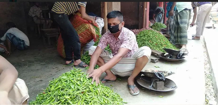 গাইবান্ধায় দীর্ঘস্থায়ী বন্যার কারণে চরাঞ্চলে মরিচের ব্যাপক ক্ষতি