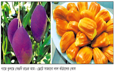 আমের রং বেগুনি, কাঁঠাল কি না লাল ! আমের রং বেগুনি, কাঁঠাল কি না লাল !