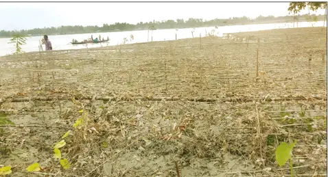 কুড়িগ্রামে বন্যায় সবজির ক্ষতি ॥ বিপাকে চাষী কুড়িগ্রামে বন্যায় সবজির ক্ষতি ॥ বিপাকে চাষী
