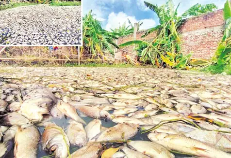 বিষ দিয়ে পাঁচ কোটি টাকার মাছ নিধন বিষ দিয়ে পাঁচ কোটি টাকার মাছ নিধন