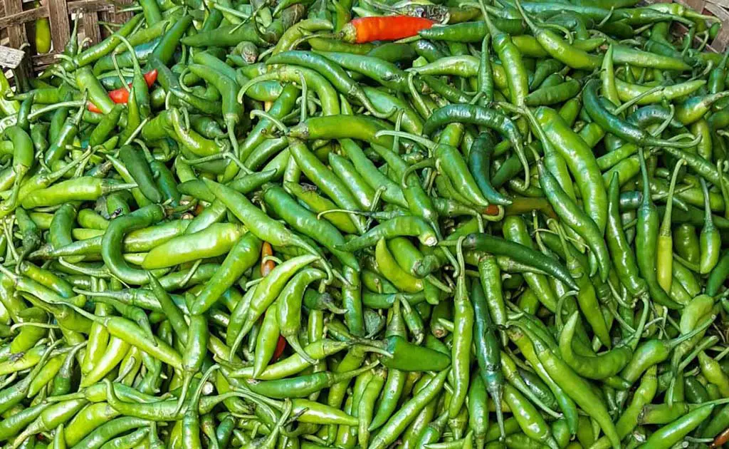 কাঁচা মরিচের ঝাঁজ বাড়ছেই কাঁচা মরিচের ঝাঁজ বাড়ছেই
