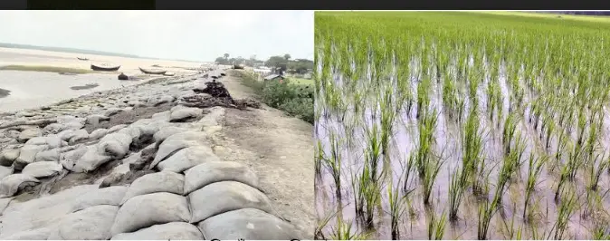 আমন আবাদে নেমেছেন নিজামপুরের শতাধিক কৃষক