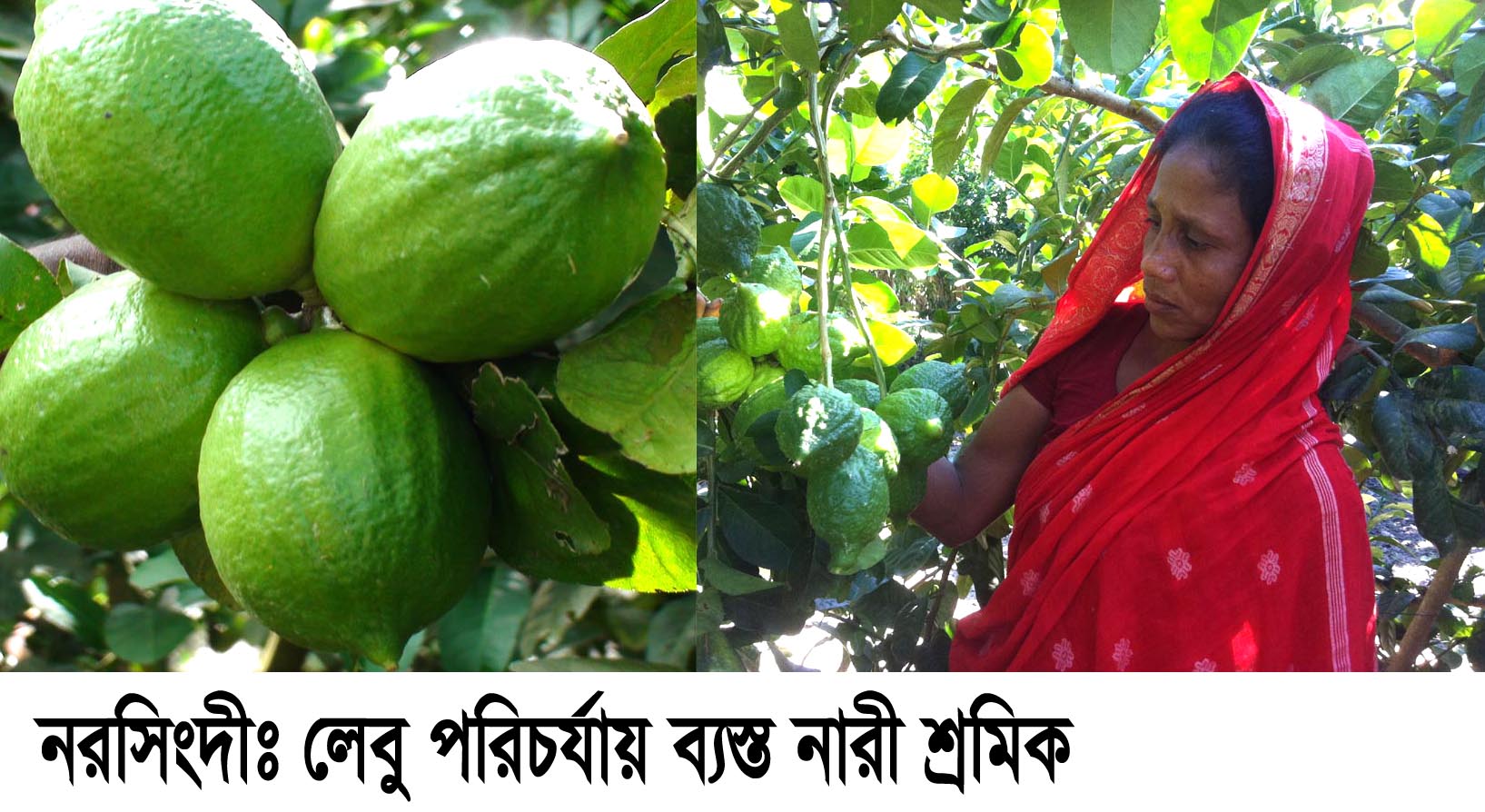 নরসিংদীর লেবু চাষীদের হাত এখন কপালে নরসিংদীর লেবু চাষীদের হাত এখন কপালে