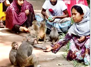 মধুপুর গড়ে বন্যপ্রাণীর খাদ্যের তীব্র অভাব মধুপুর গড়ে বন্যপ্রাণীর খাদ্যের তীব্র অভাব