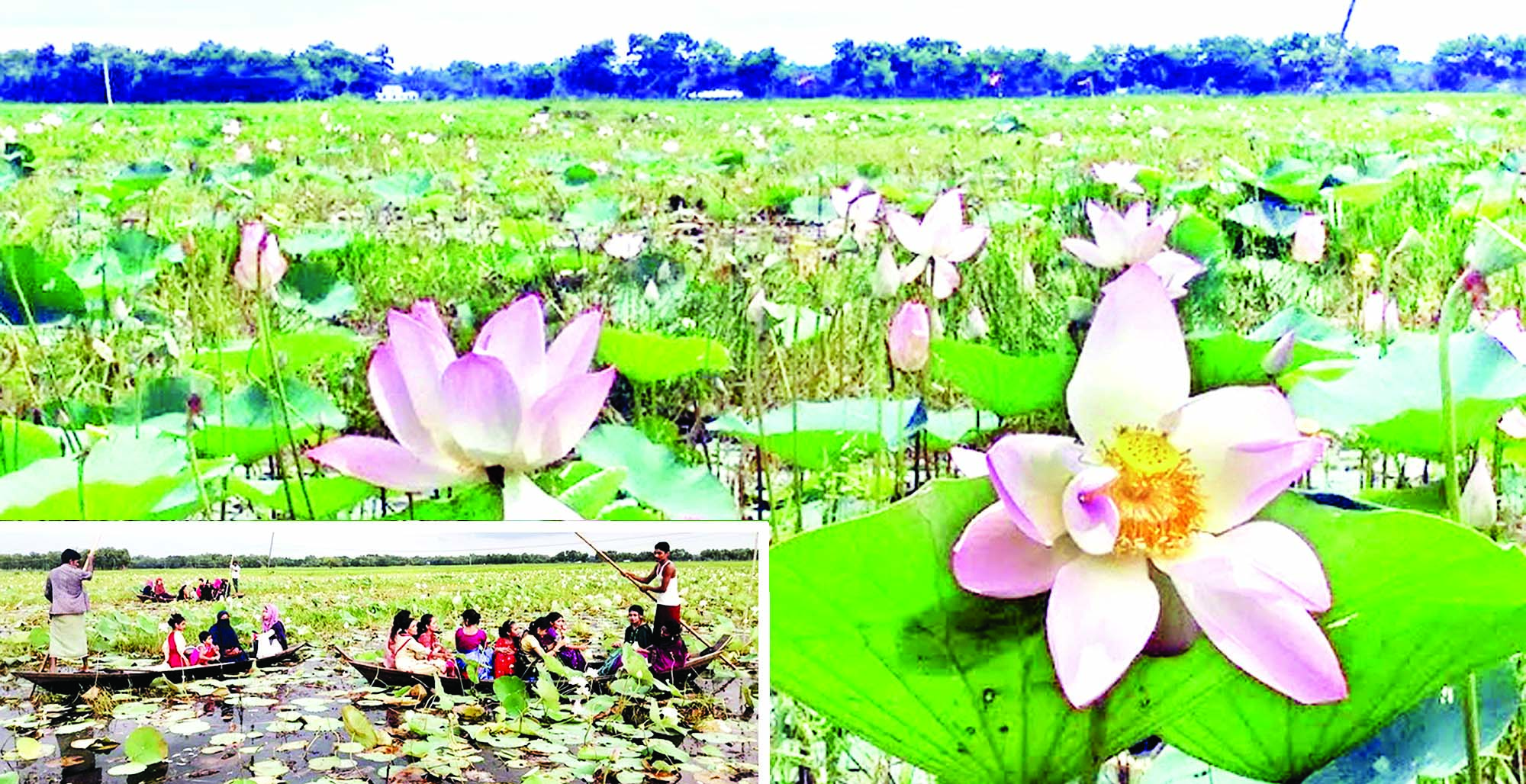 ব্যতিক্রমী পদ্মফুল নিয়ে চলছে গবেষণা ব্যতিক্রমী পদ্মফুল নিয়ে চলছে গবেষণা
