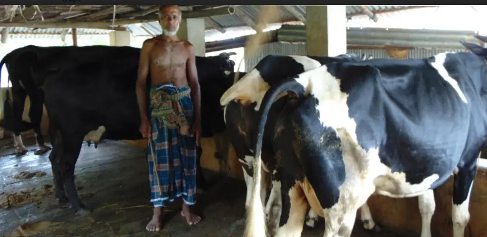 বাগেরহাটে গো-খাদ্য-পোল্ট্রী সামগ্রীর মূল্য বৃদ্ধিতে খামারীরা দিশেহারা বাগেরহাটে গো-খাদ্য-পোল্ট্রী সামগ্রীর মূল্য বৃদ্ধিতে খামারীরা দিশেহারা