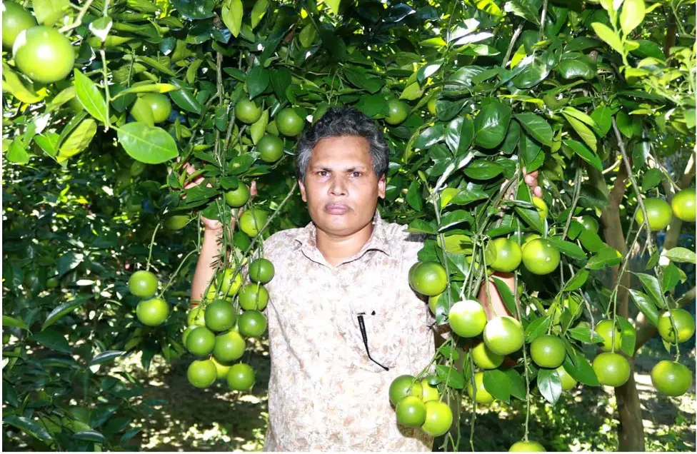 বরিশালে মালটা চাষে স্বাবলম্বী