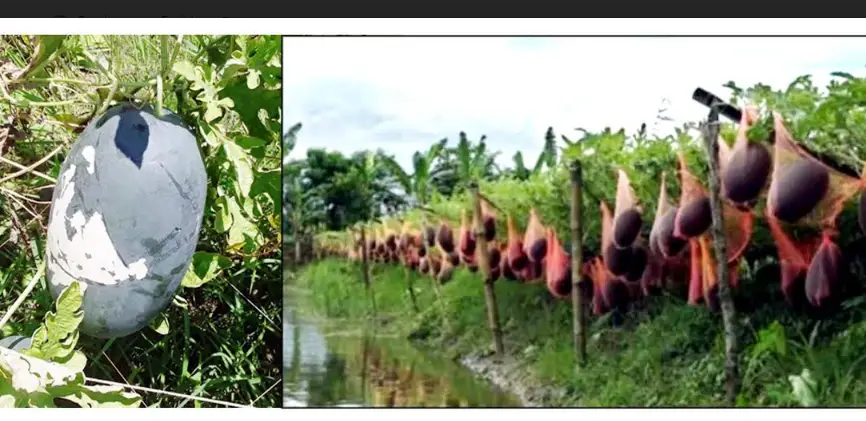 বরিশালের চরাঞ্চলে বারোমাসি বিদেশী জাতের তরমুজ চাষ