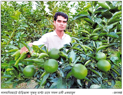 টক টক মিষ্টি স্বাদের সবুজ মাল্টা ॥ ফলন ভাল, দাম কম