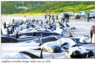 তাসমানিয়ার উপকূলে ৯০ তিমির মৃত্যু তাসমানিয়ার উপকূলে ৯০ তিমির মৃত্যু