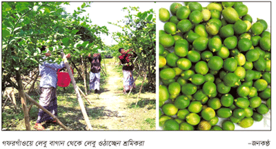 ভিটামিন সির আধার, করোনাকালে বেশ চাহিদা