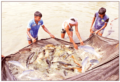 সুন্দরবনের মৎস্যসম্পদ