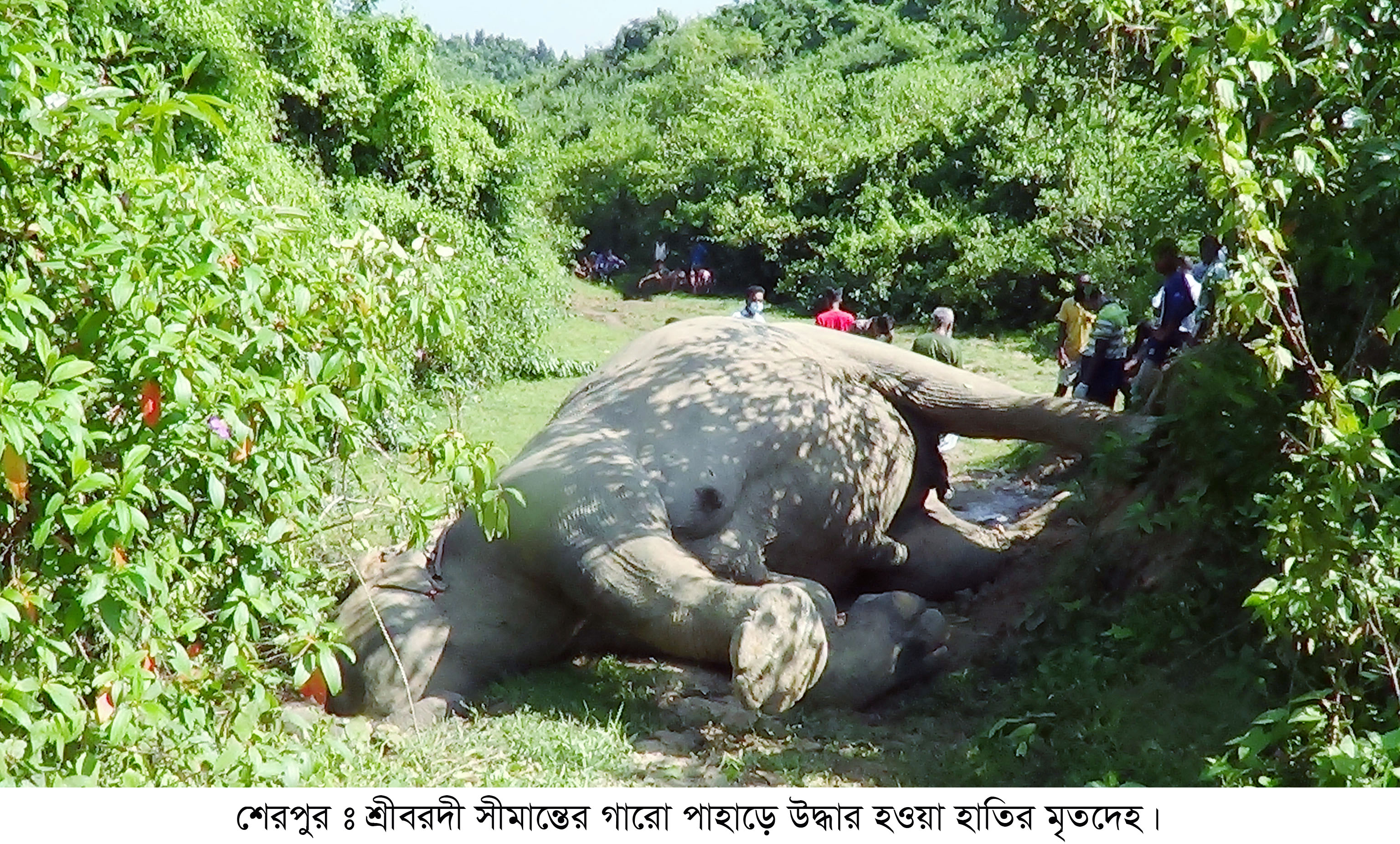 শেরপুরের গারো পাহাড়ে বন্য হাতির মৃত্যু