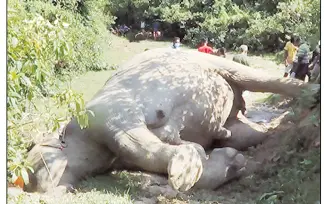 খাদে পড়ে হাতির মৃত্যু খাদে পড়ে হাতির মৃত্যু