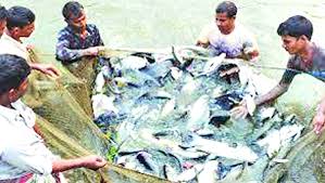 বাড়বে মাছের উৎপাদন, কর্মসংস্থান হবে গ্রামের মানুষের বাড়বে মাছের উৎপাদন, কর্মসংস্থান হবে গ্রামের মানুষের