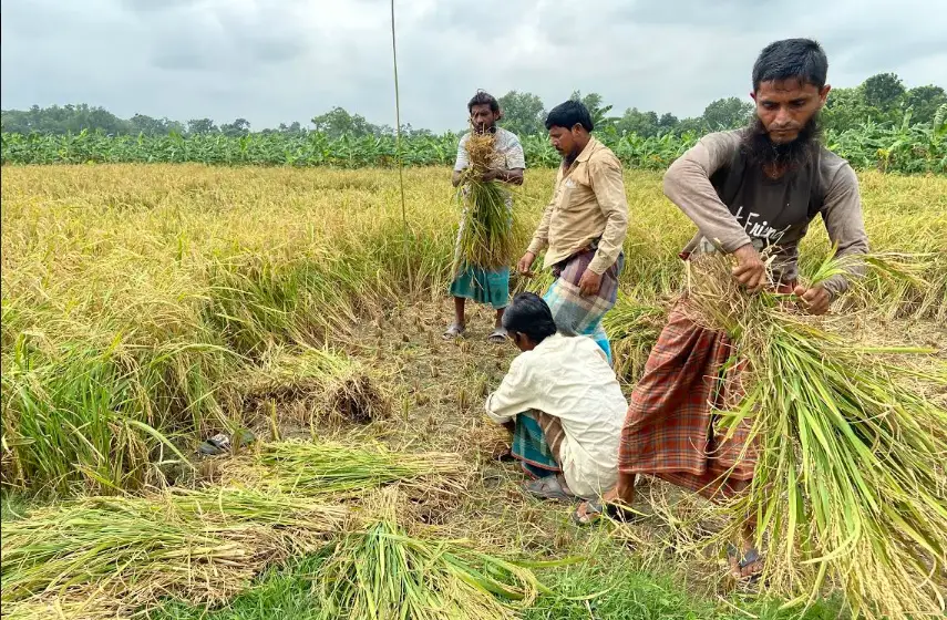 চুয়াডাঙ্গায় ধানের বাম্পার ফলন চুয়াডাঙ্গায় ধানের বাম্পার ফলন