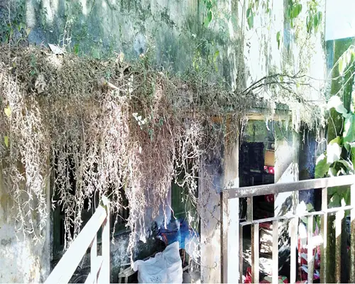 গাইবান্ধার টেলিগ্রাম অফিস এখন জরাজীর্ণ গাইবান্ধার টেলিগ্রাম অফিস এখন জরাজীর্ণ