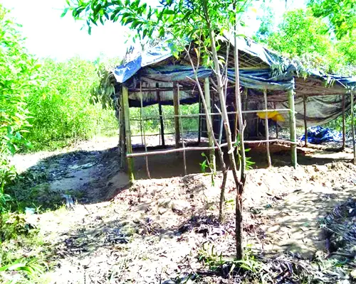 কক্সবাজারে বনায়নের গাছ সাবাড় কক্সবাজারে বনায়নের গাছ সাবাড়
