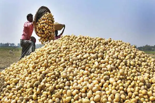 ‘খুচরায় আলুর দাম ৩৫ টাকা নির্ধারণ’