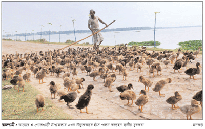 হাঁস পালনে ঝুঁকছেন যুবকরা