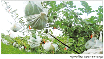 বৈদেশিক মুদ্রার সাশ্রয় ॥ তরমুজের নতুন জাত উদ্ভাবন বৈদেশিক মুদ্রার সাশ্রয় ॥ তরমুজের নতুন জাত উদ্ভাবন