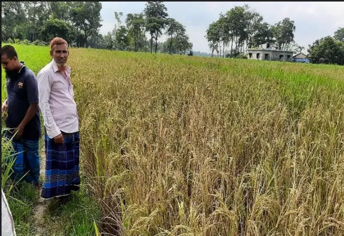 নওগাঁর পত্নীতলায় বিষ প্রয়োগে জমির ধান নষ্ট