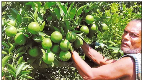 লাভজনক মৌসুমি ফল মাল্টা চাষে আগ্রহী হয়ে উঠছে কৃষক লাভজনক মৌসুমি ফল মাল্টা চাষে আগ্রহী হয়ে উঠছে কৃষক