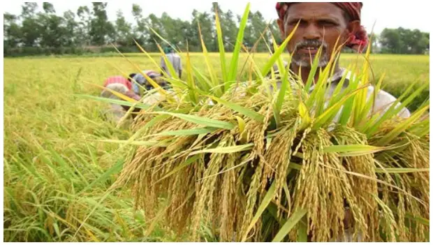 সরকার আমন মৌসুমে কৃষকের কাছে ২৬ টাকা কেজি দরে ২ লাখ মেট্রিকটন ধান কিনবে সরকার আমন মৌসুমে কৃষকের কাছে ২৬ টাকা কেজি দরে ২ লাখ মেট্রিকটন ধান কিনবে