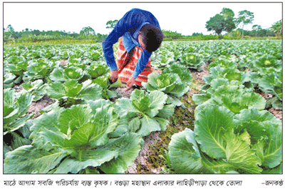 শীতকালীন রবি শস্যের মাঠে ব্যস্ত কৃষক শীতকালীন রবি শস্যের মাঠে ব্যস্ত কৃষক