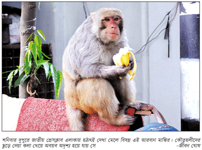 খাবারের অভাবে গোষ্ঠী দ্বন্দ্ব, সাম্রাজ্য হারিয়ে লোকালয়ে বানর খাবারের অভাবে গোষ্ঠী দ্বন্দ্ব, সাম্রাজ্য হারিয়ে লোকালয়ে বানর